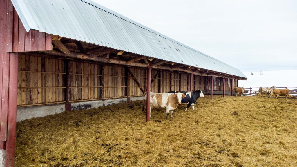 Животные на реконструированной площадке с навесами в комплексе СПК «Колхоз «Предгорный»