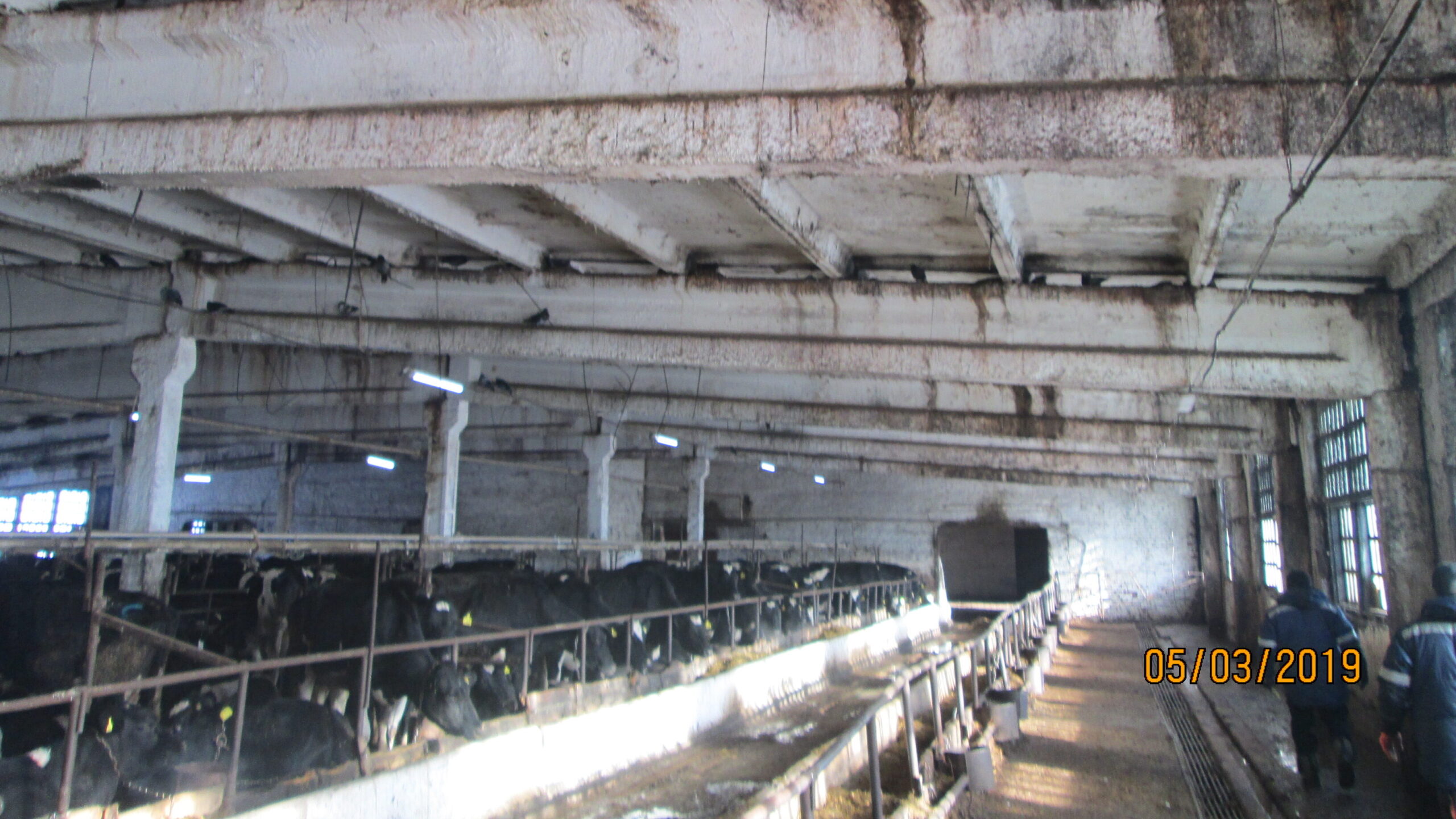 Помещение для содержания дойного стада в комплексе ЗАО «Колыванского» до реконструкции